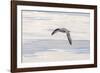 Northern Fulmar over the coast of southern Greenland.-Martin Zwick-Framed Photographic Print