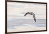 Northern Fulmar over the coast of southern Greenland.-Martin Zwick-Framed Photographic Print