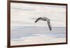 Northern Fulmar over the coast of southern Greenland.-Martin Zwick-Framed Photographic Print