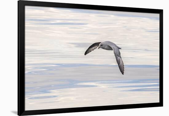 Northern Fulmar over the coast of southern Greenland.-Martin Zwick-Framed Photographic Print