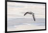 Northern Fulmar over the coast of southern Greenland.-Martin Zwick-Framed Photographic Print