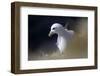 Northern Fulmar Perched-William Gray-Framed Photographic Print