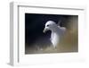 Northern Fulmar Perched-William Gray-Framed Photographic Print