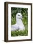 Northern Fulmar. Scotland, Shetland Islands-Martin Zwick-Framed Photographic Print