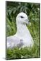 Northern Fulmar. Scotland, Shetland Islands-Martin Zwick-Mounted Photographic Print