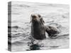 Northern fur seals (Callorhinus ursinus), Bering Island, Commander Island Group, Kamchatka, Russia-Michael Nolan-Stretched Canvas