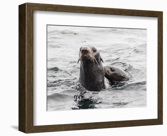 Northern fur seals (Callorhinus ursinus), Bering Island, Commander Island Group, Kamchatka, Russia-Michael Nolan-Framed Photographic Print