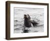 Northern fur seals (Callorhinus ursinus), Bering Island, Commander Island Group, Kamchatka, Russia-Michael Nolan-Framed Photographic Print
