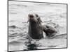 Northern fur seals (Callorhinus ursinus), Bering Island, Commander Island Group, Kamchatka, Russia-Michael Nolan-Mounted Photographic Print