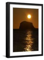 Northern Gannet Colony in Flight over Bass Rock at Sunrise, Firth of Forth, Scotland, August-Green-Framed Photographic Print