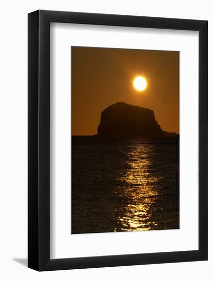 Northern Gannet Colony in Flight over Bass Rock at Sunrise, Firth of Forth, Scotland, August-Green-Framed Photographic Print