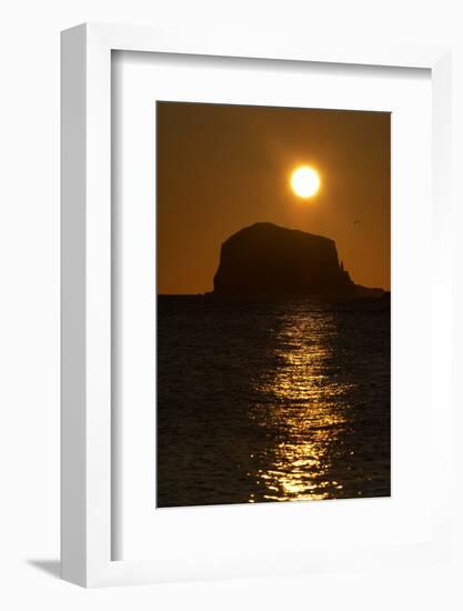 Northern Gannet Colony in Flight over Bass Rock at Sunrise, Firth of Forth, Scotland, August-Green-Framed Photographic Print