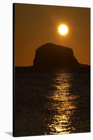 Northern Gannet Colony in Flight over Bass Rock at Sunrise, Firth of Forth, Scotland, August-Green-Stretched Canvas