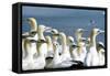 Northern Gannet Colony-null-Framed Stretched Canvas