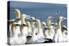 Northern Gannet Colony-null-Stretched Canvas