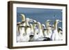 Northern Gannet Colony-null-Framed Photographic Print
