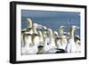 Northern Gannet Colony-null-Framed Photographic Print