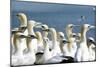 Northern Gannet Colony-null-Mounted Photographic Print