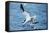 Northern Gannet Diving, at Sea-null-Framed Stretched Canvas