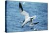 Northern Gannet Diving, at Sea-null-Stretched Canvas