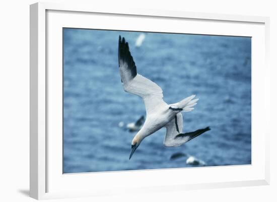 Northern Gannet Diving, at Sea-null-Framed Photographic Print