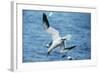 Northern Gannet Diving, at Sea-null-Framed Photographic Print