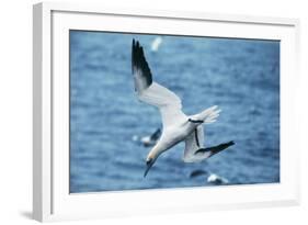 Northern Gannet Diving, at Sea-null-Framed Photographic Print