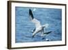 Northern Gannet Diving, at Sea-null-Framed Photographic Print