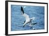 Northern Gannet Diving, at Sea-null-Framed Photographic Print