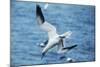 Northern Gannet Diving, at Sea-null-Mounted Photographic Print