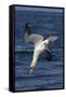 Northern Gannet Diving for Fish-null-Framed Stretched Canvas