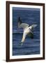 Northern Gannet Diving for Fish-null-Framed Photographic Print