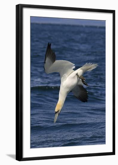 Northern Gannet Diving for Fish-null-Framed Photographic Print