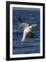 Northern Gannet Diving for Fish-null-Framed Photographic Print