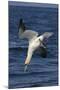 Northern Gannet Diving for Fish-null-Mounted Photographic Print