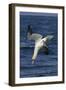 Northern Gannet Diving for Fish-null-Framed Photographic Print