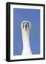 Northern Gannet Face on Portrait Showing Both Eyes-null-Framed Photographic Print