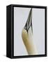 Northern Gannet, in Display Posture, Bass Rock, Scotland, UK-Pete Cairns-Framed Stretched Canvas