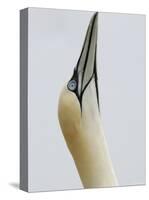 Northern Gannet, in Display Posture, Bass Rock, Scotland, UK-Pete Cairns-Stretched Canvas
