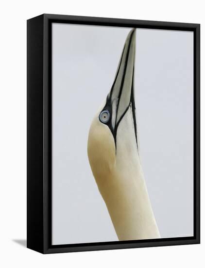 Northern Gannet, in Display Posture, Bass Rock, Scotland, UK-Pete Cairns-Framed Stretched Canvas