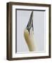 Northern Gannet, in Display Posture, Bass Rock, Scotland, UK-Pete Cairns-Framed Premium Photographic Print
