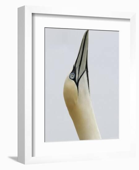 Northern Gannet, in Display Posture, Bass Rock, Scotland, UK-Pete Cairns-Framed Premium Photographic Print