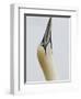 Northern Gannet, in Display Posture, Bass Rock, Scotland, UK-Pete Cairns-Framed Premium Photographic Print