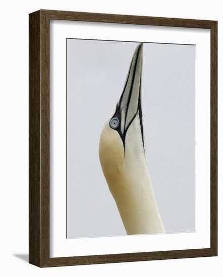 Northern Gannet, in Display Posture, Bass Rock, Scotland, UK-Pete Cairns-Framed Photographic Print