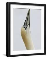 Northern Gannet, in Display Posture, Bass Rock, Scotland, UK-Pete Cairns-Framed Photographic Print