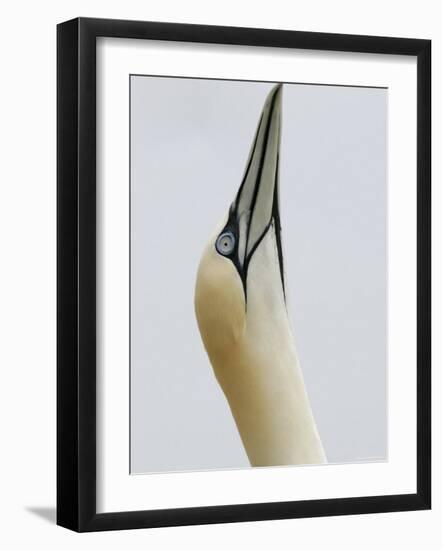 Northern Gannet, in Display Posture, Bass Rock, Scotland, UK-Pete Cairns-Framed Photographic Print