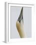 Northern Gannet, in Display Posture, Bass Rock, Scotland, UK-Pete Cairns-Framed Photographic Print