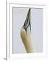 Northern Gannet, in Display Posture, Bass Rock, Scotland, UK-Pete Cairns-Framed Photographic Print