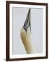 Northern Gannet, in Display Posture, Bass Rock, Scotland, UK-Pete Cairns-Framed Photographic Print