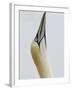 Northern Gannet, in Display Posture, Bass Rock, Scotland, UK-Pete Cairns-Framed Photographic Print